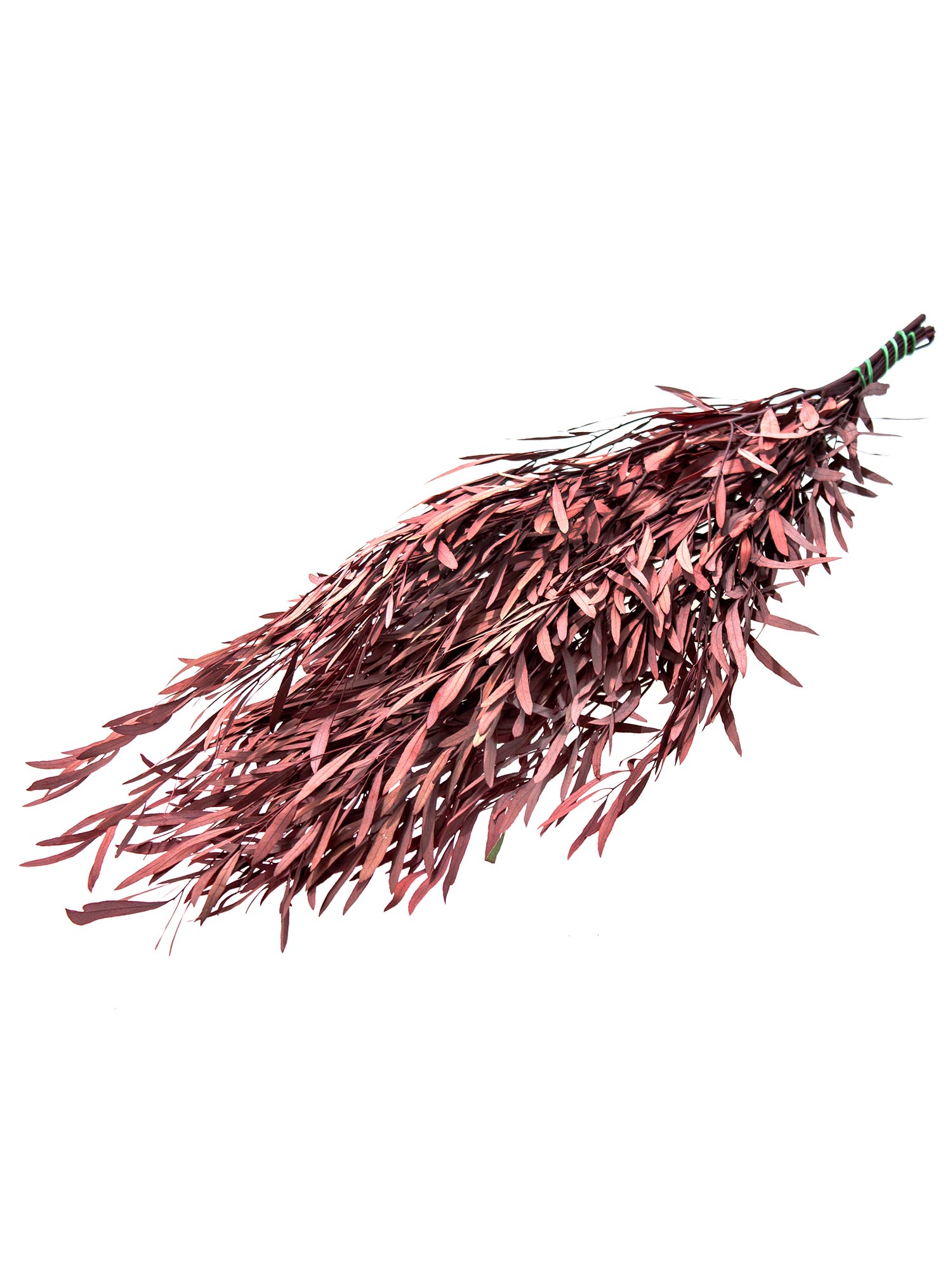 blumigo-trockenblumen-eukalyptus-nicoli-rot-konserviert image 2