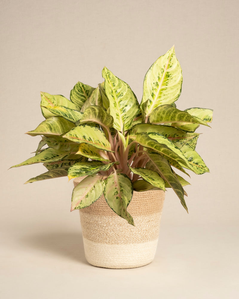 feey-variado-aglaonema-chartreuse-pretty-zimmerpflanze-ohne-bertopf image 6