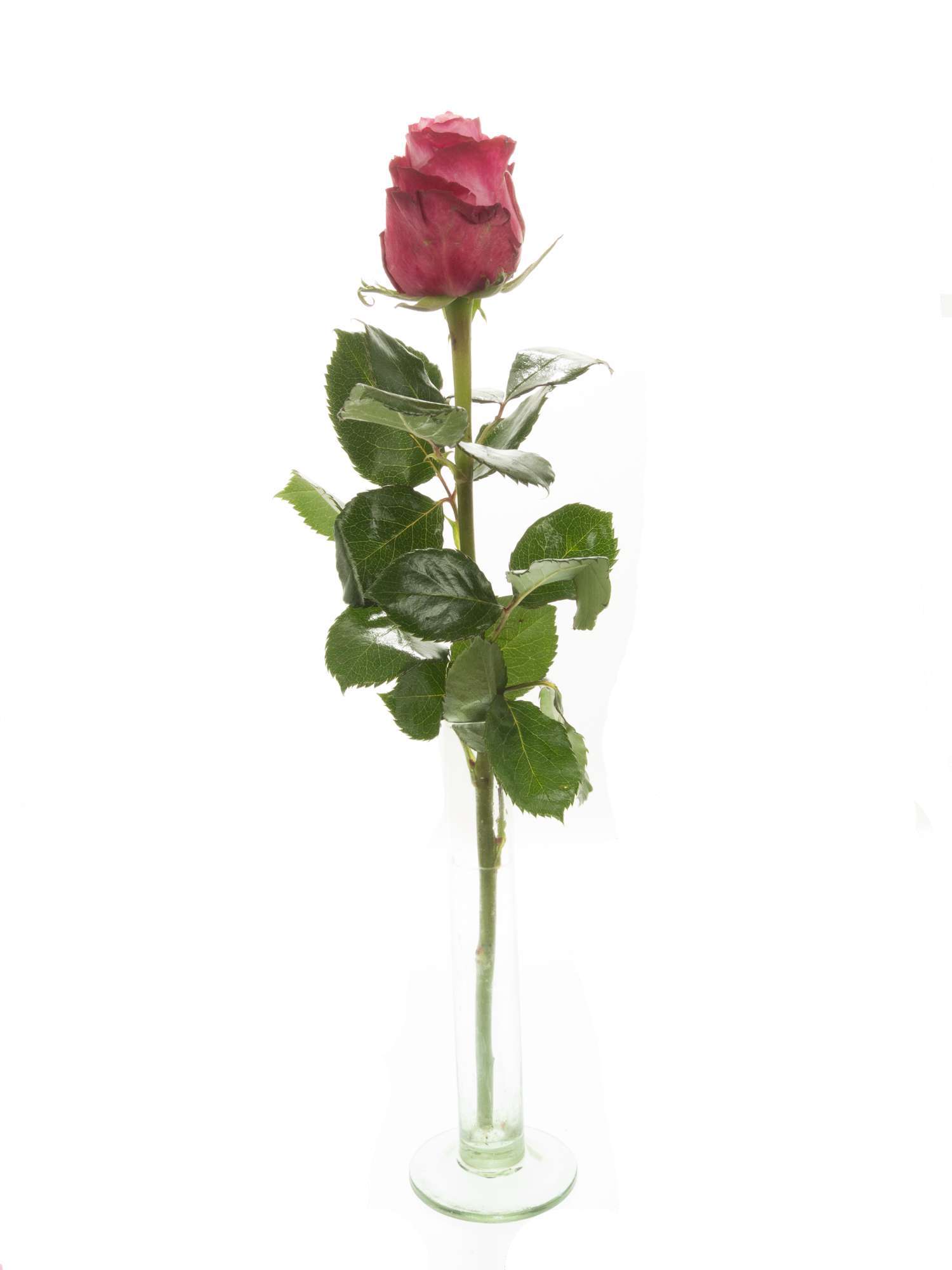 blumigo-rosen-deep-water-schnittrose-violett-pink image 3