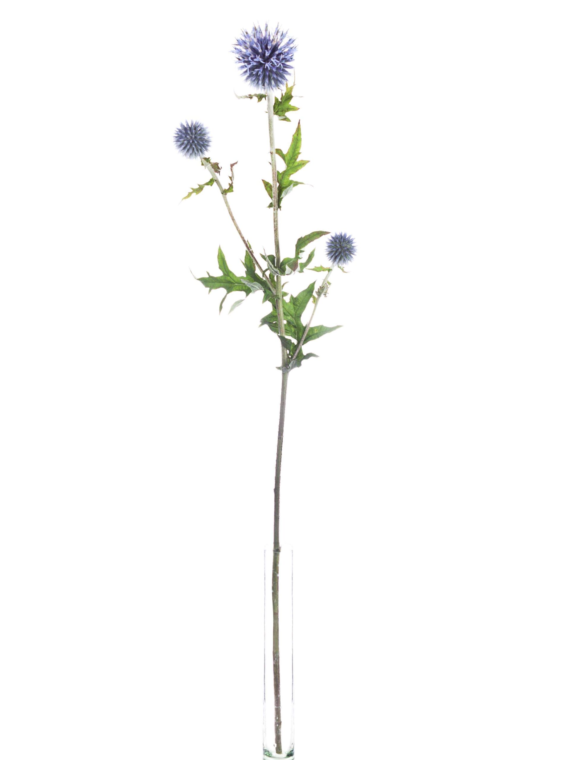 blumigo-echinops-kugeldisteln-schnittblume-blau image 3