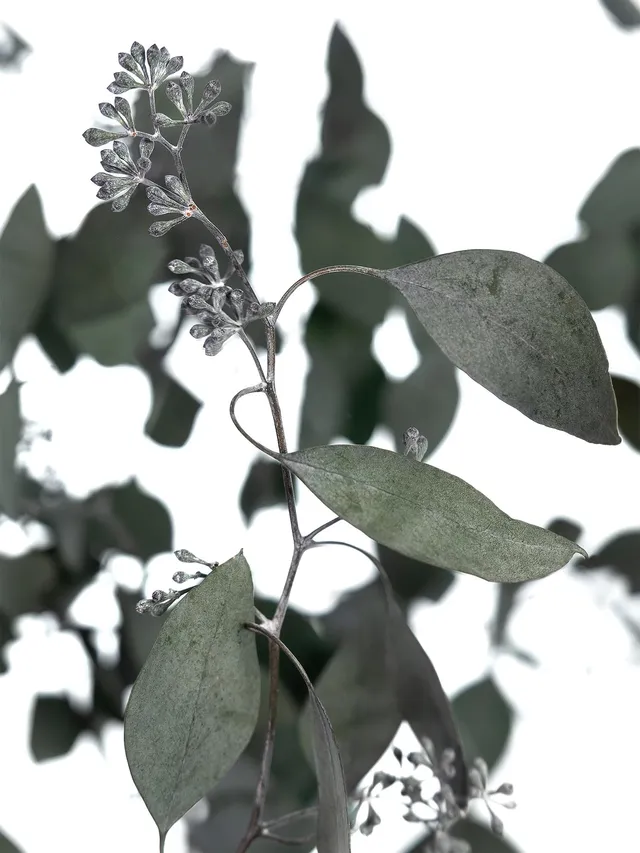 blumigo-populus-eukalyptus-m-beeren-gr-n-konserviert image 1