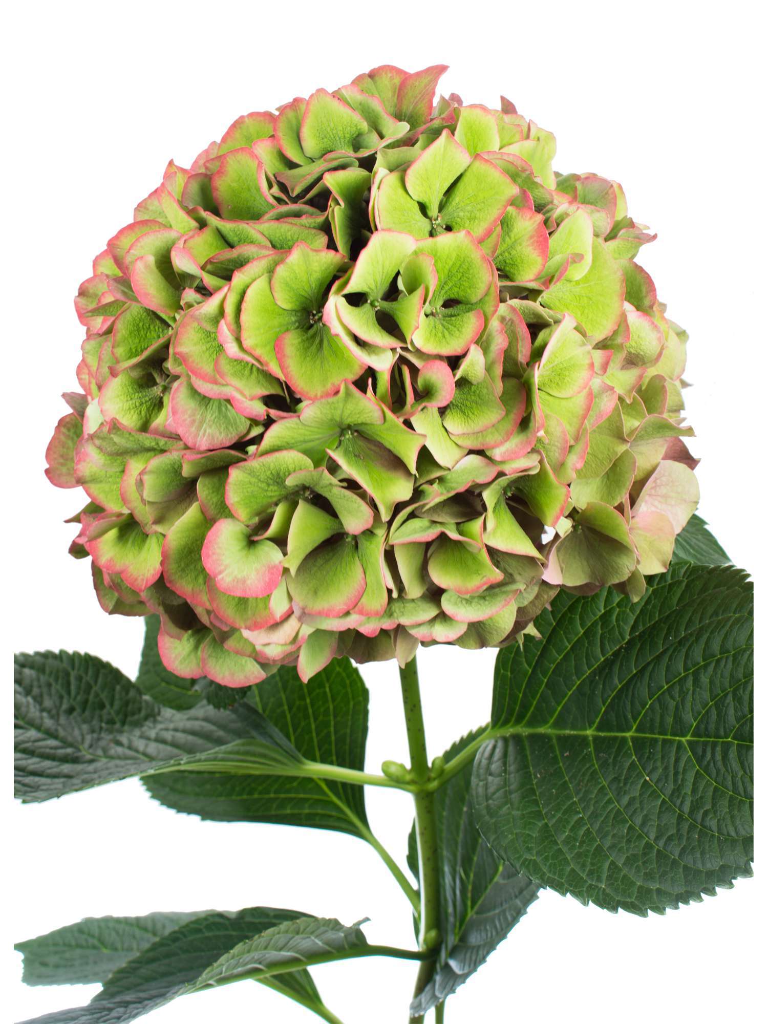 blumigo-hortensien-glowing-alps-classic-schnittblume-gr-n-rot image 1