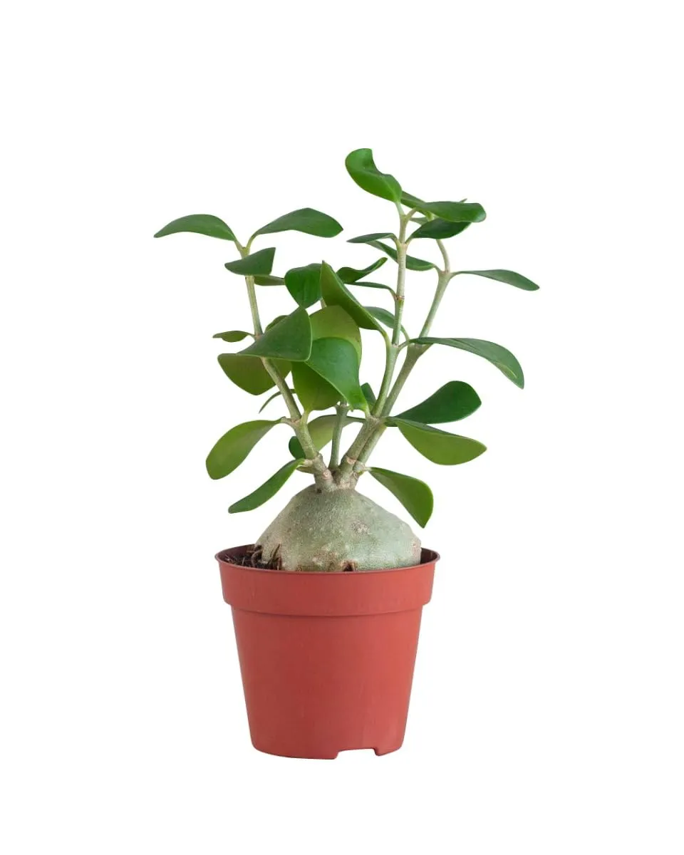 plnts-rareplnts-hydnophytum-papuanum-zimmerpflanze-35-cm-ameisenpflanze image 1