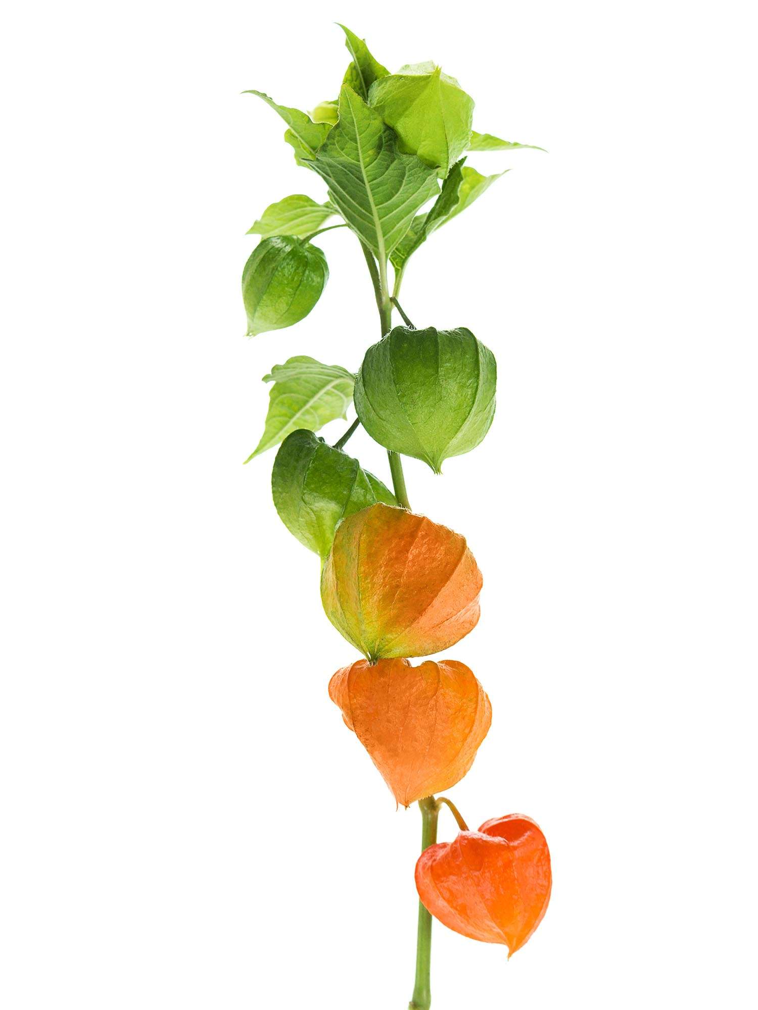 blumigo-herbstdeko-physalis-lampionblume-orange-trockendeko image 1