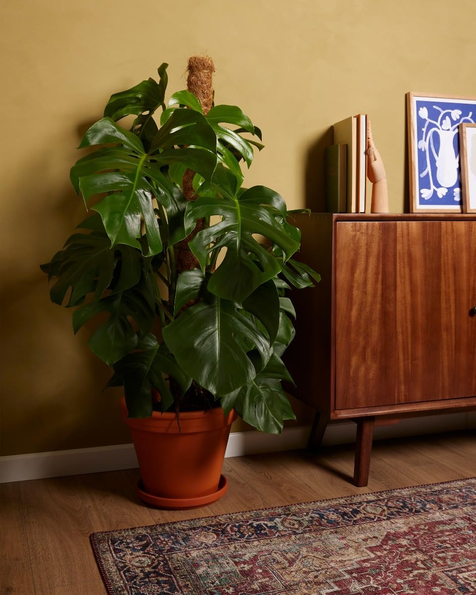 plnts-rareplnts-monstera-pertusum-fensterblatt-120cm-24cm-topf image 5