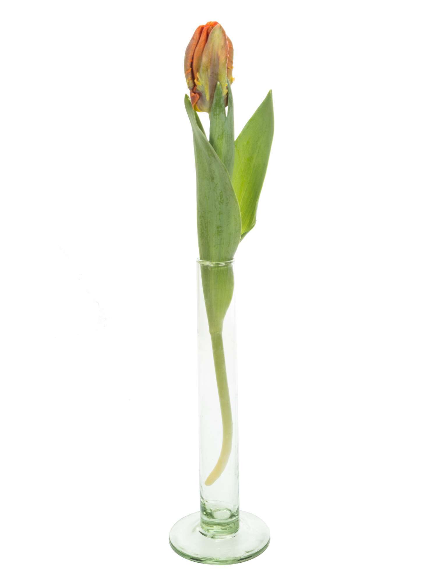 blumigo-tulpen-irene-parrot-papagei-schnittblume-orange-st-ck image 3