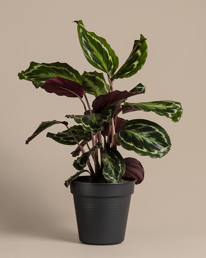 feey-variado-calathea-roseopicta-zimmerpflanze-ohne-bertopf-gro image 3