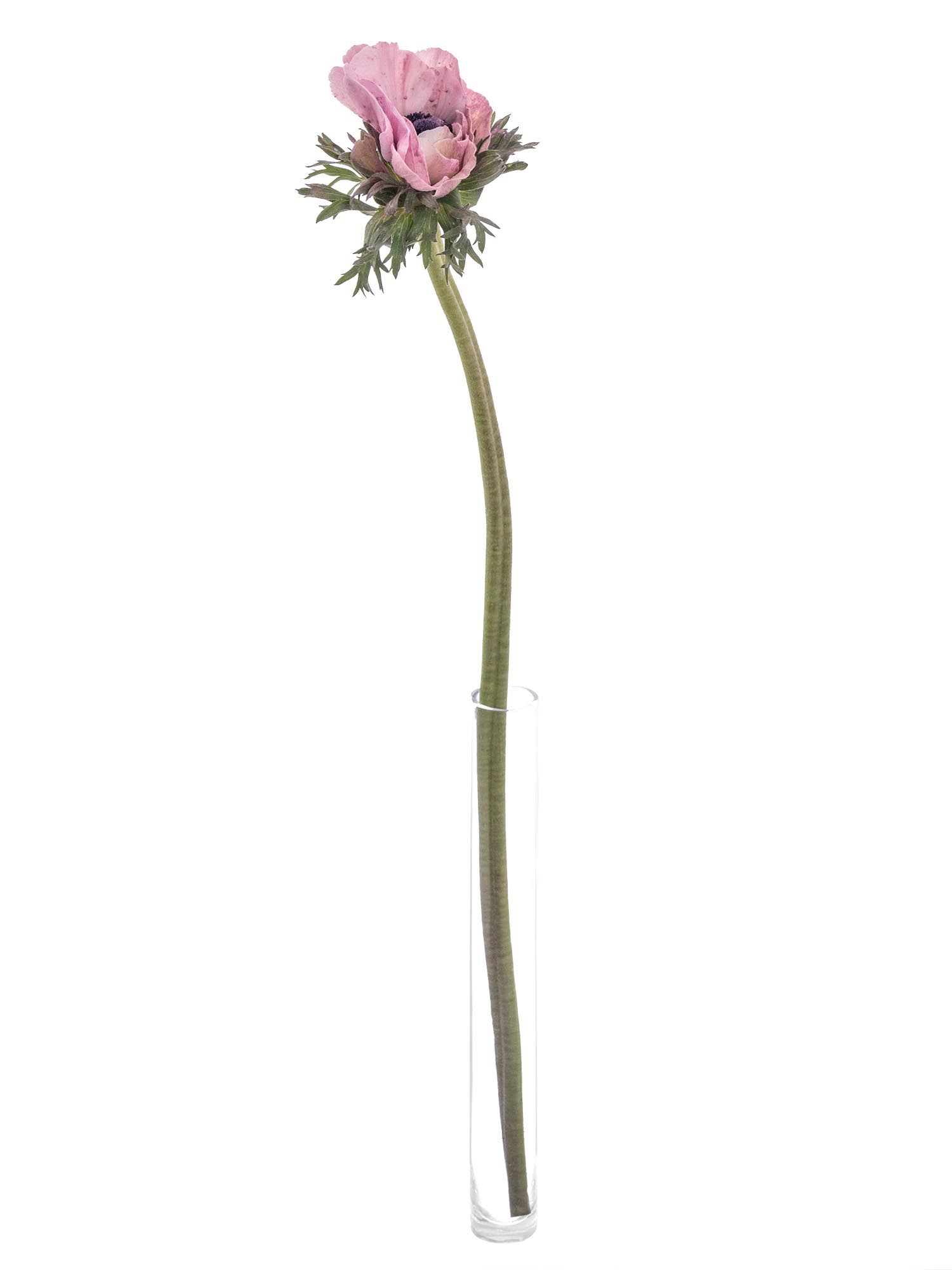blumigo-anemonen-xl-mistral-powder-old-pink-rosa-schnittblume image 4