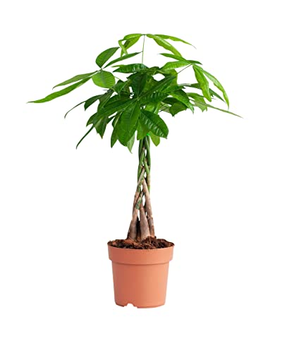 plnts-rareplnts-pachira-aquatica-zimmerpflanze-70-cm-gl-ckskastanie image 8