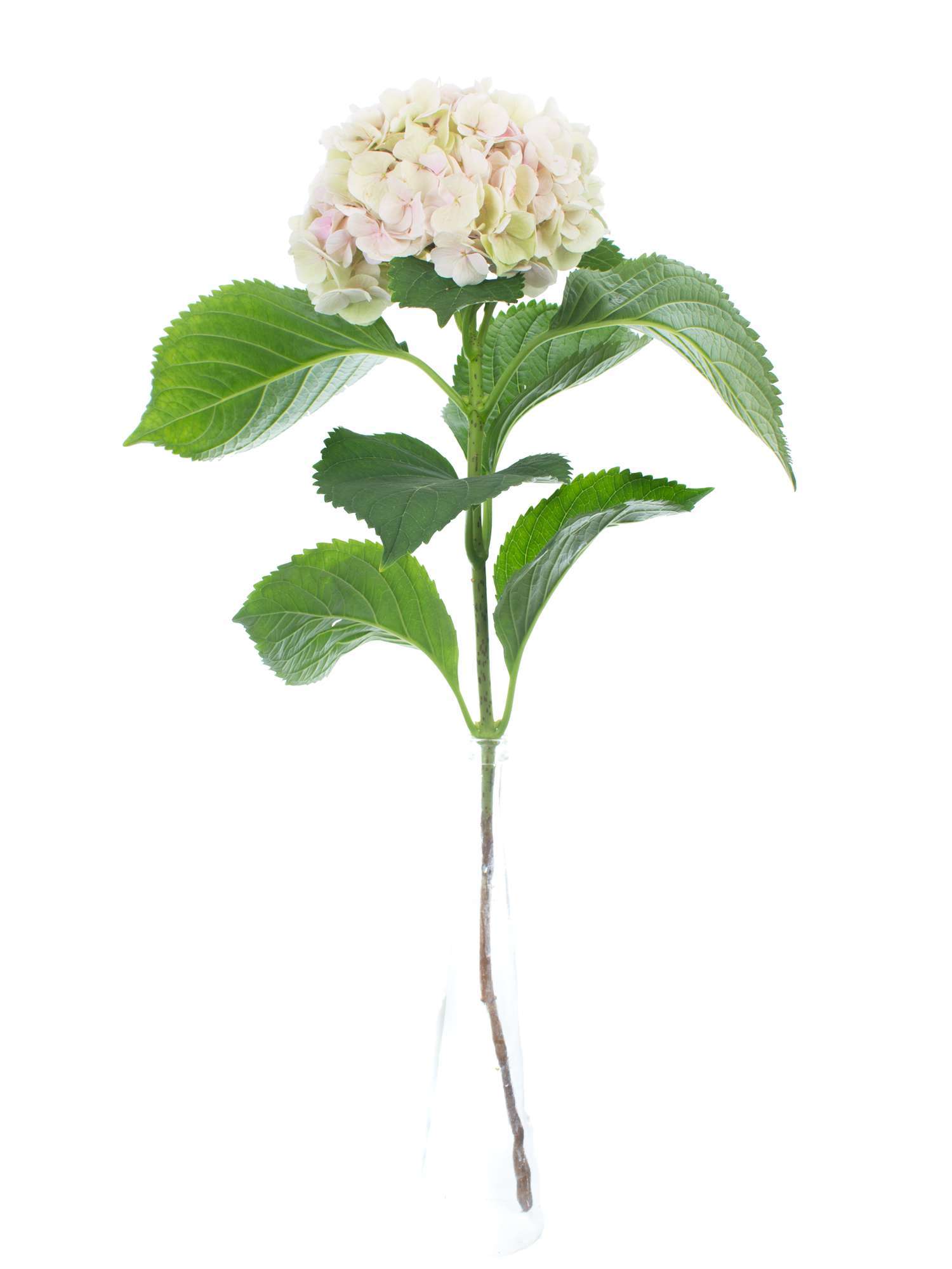 blumigo-hortensien-magical-verena-classic-hortensie-creme-rosa image 2