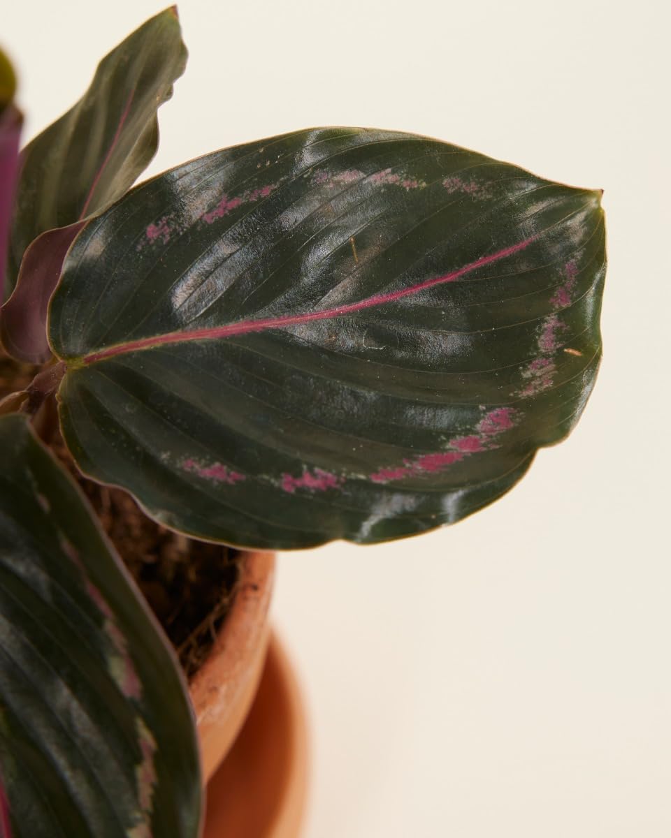 plnts-babyplnts-calathea-medallion-gebetspflanze-15cm image 4