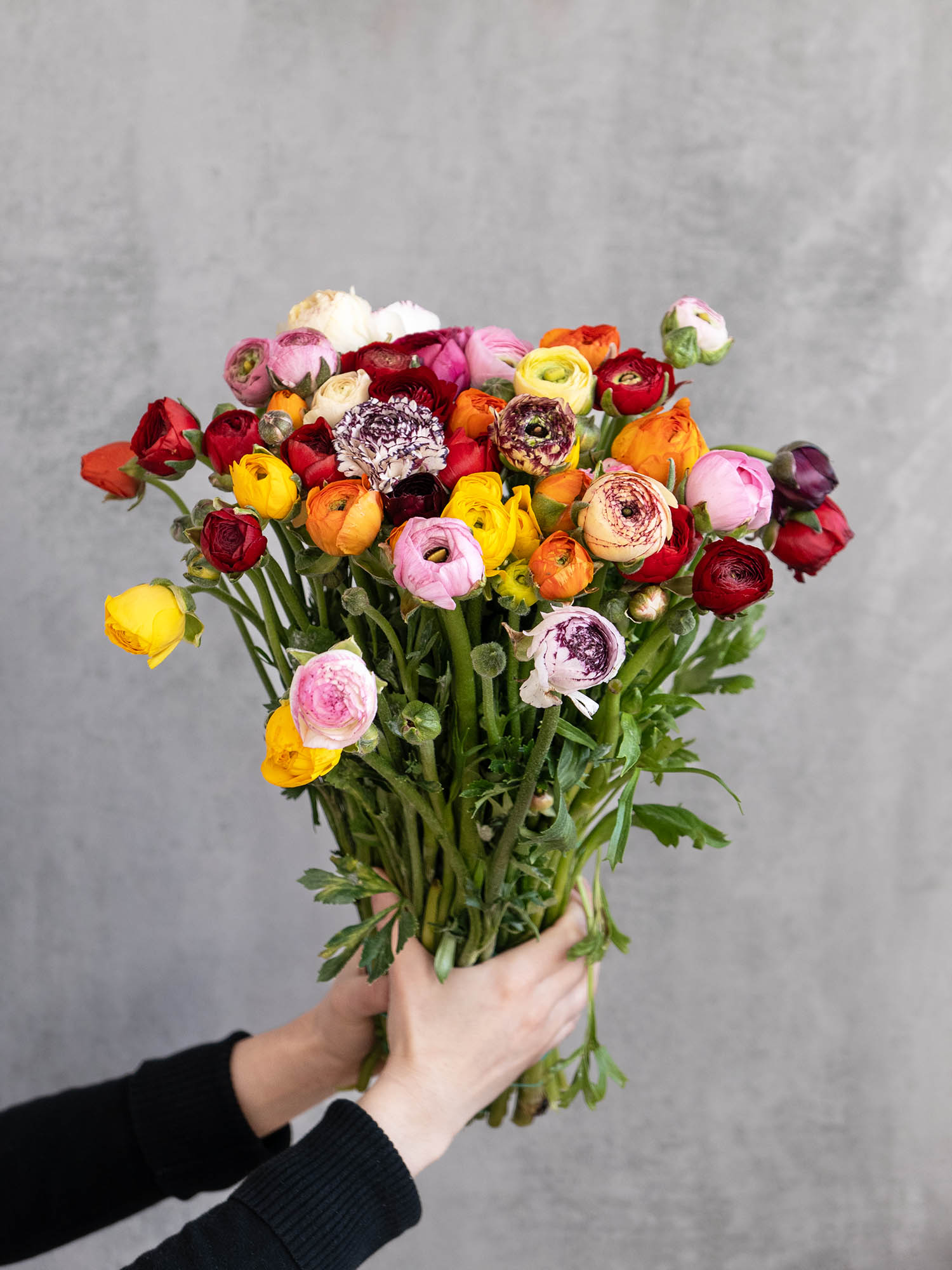 blumigo-berraschungsmix-50-ranunkeln-schnittblumen-mix image 5