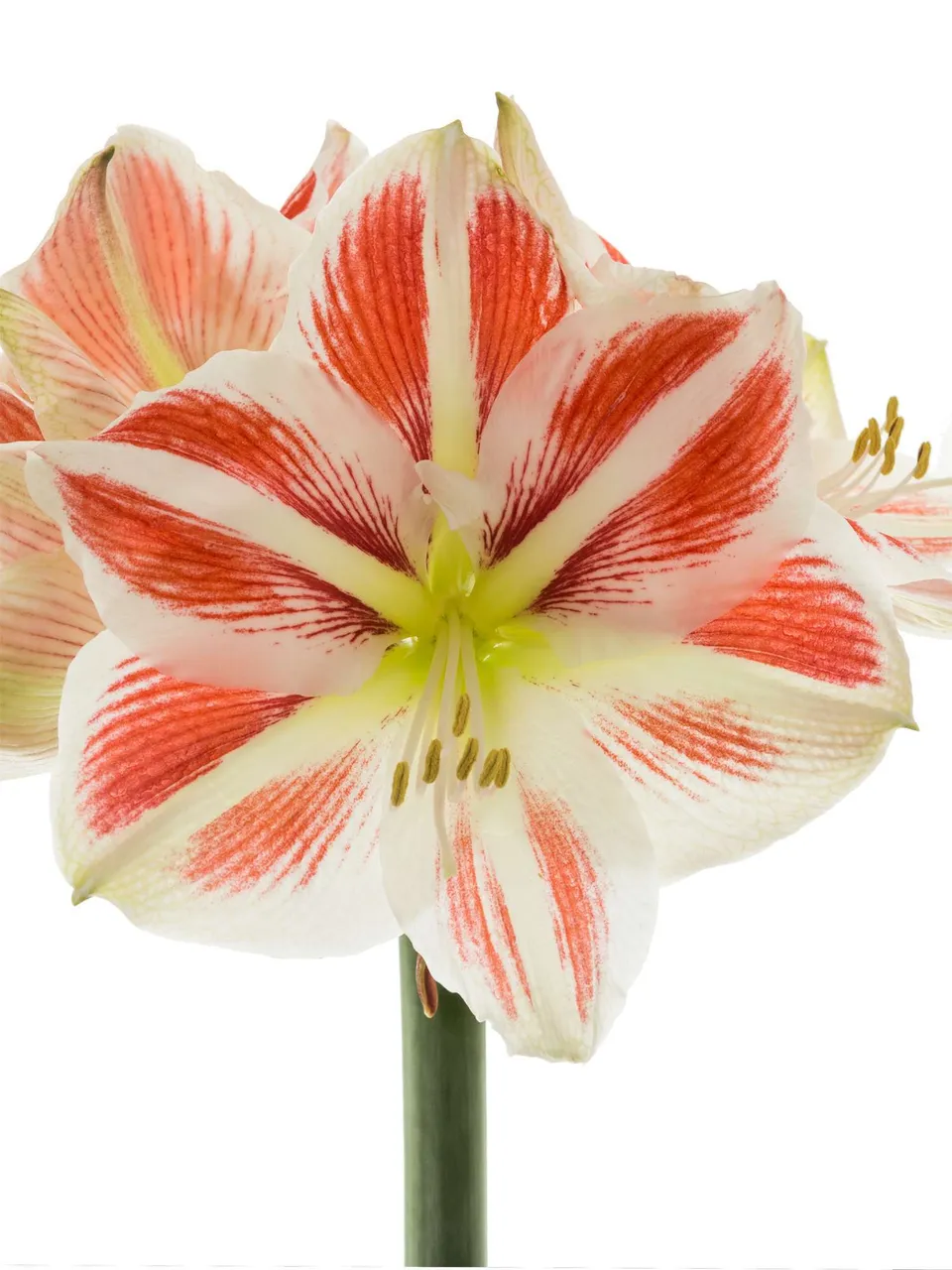 blumigo-amaryllis-sidney-schnittblume-rot-wei-stiel image 1