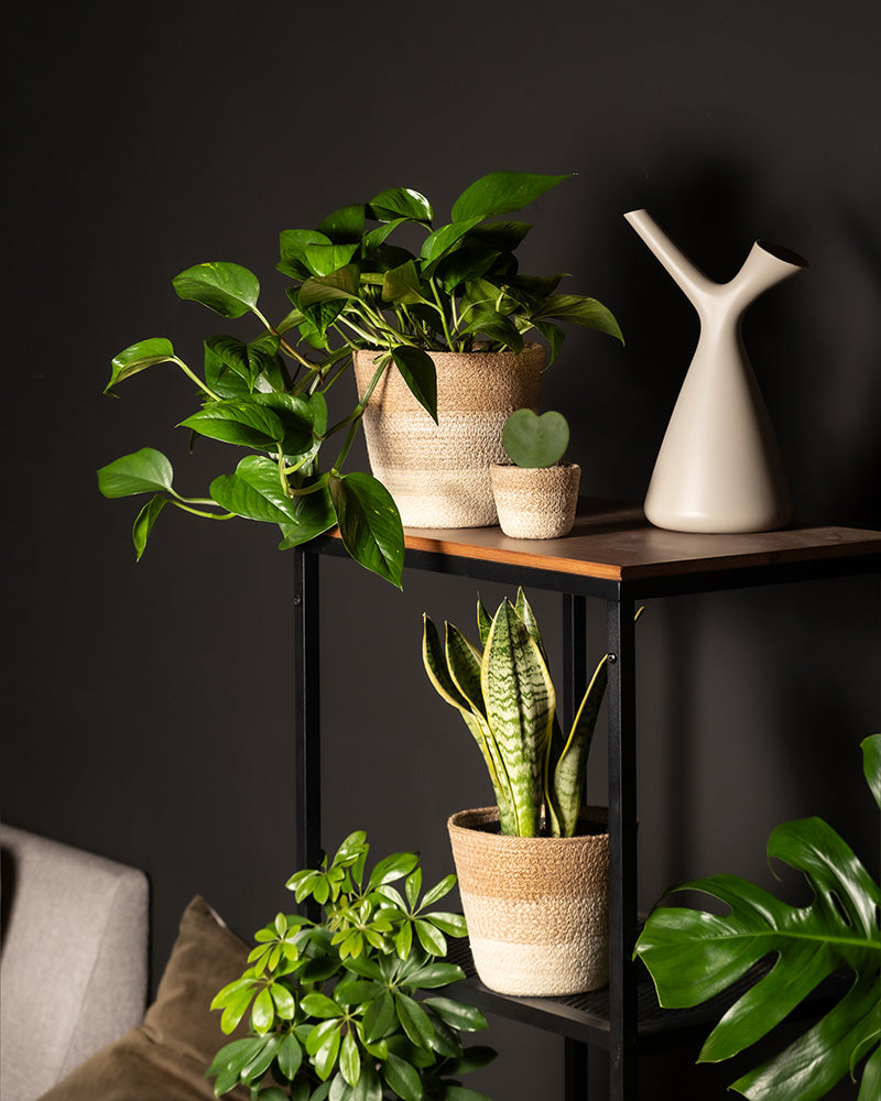 feey-variado-starter-set-sansevieria-efeutute-2-pflanzen image 2
