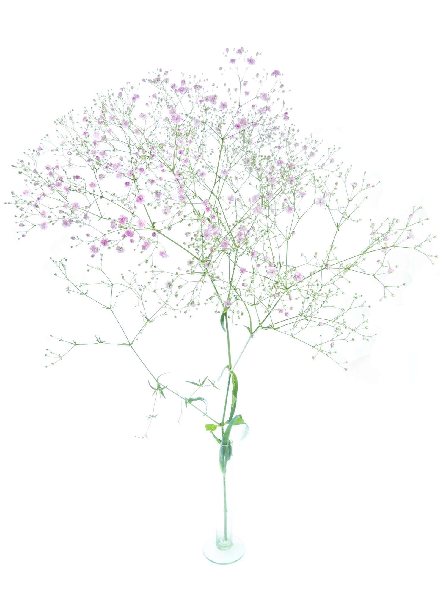 blumigo-schleierkraut-my-pink-schnittblume-rosa-flieder image 2