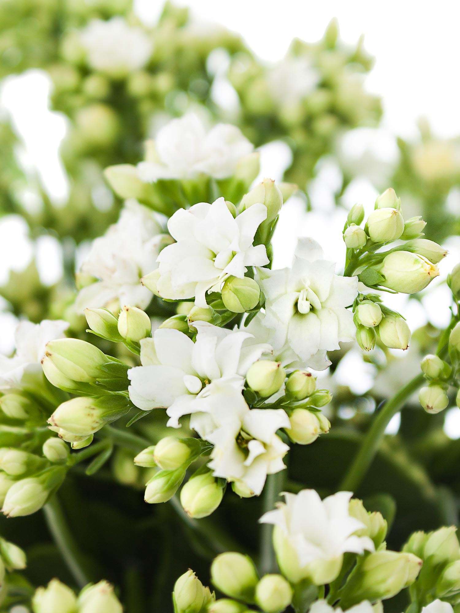 blumigo-blattwerk-kalanchoe-white-meadow-blume-wei image 1