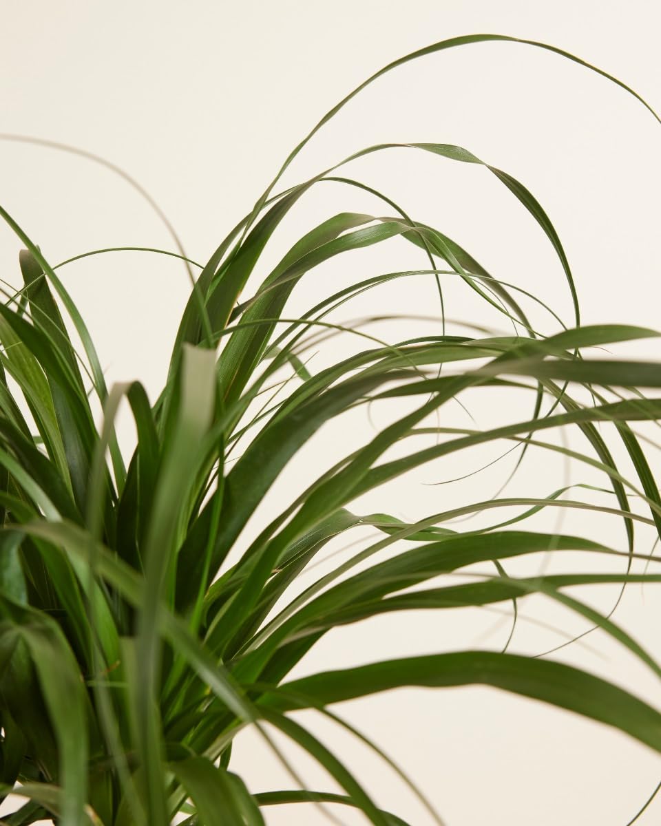 plnts-rareplnts-beaucarnea-recurvata-elefantenfu-160-cm image 5