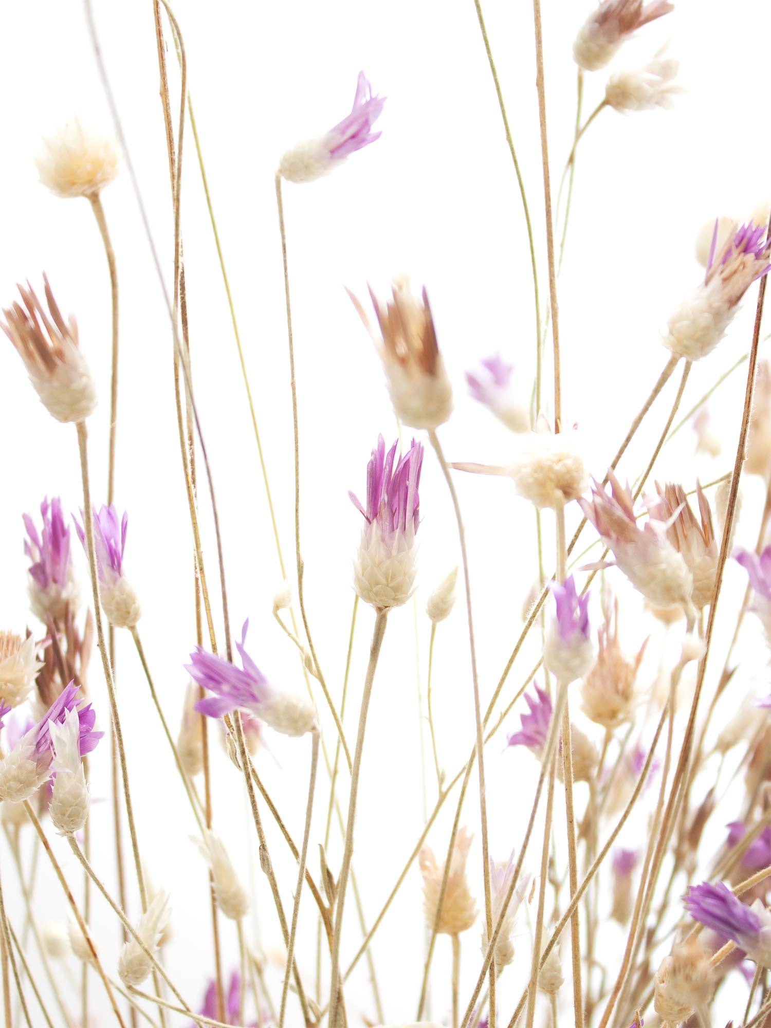 blumigo-trockenblumen-depressa-papyrus-natur-rosa-braun-1-bund image 1