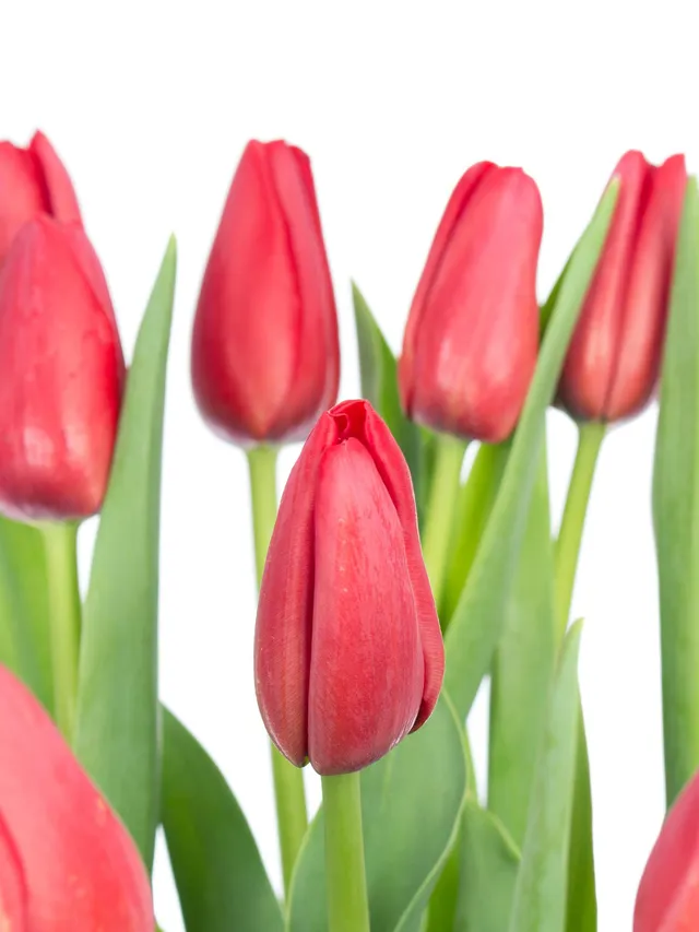 blumigo-kingsblood-tulpe-rot-franz-sisch-frisch image 1