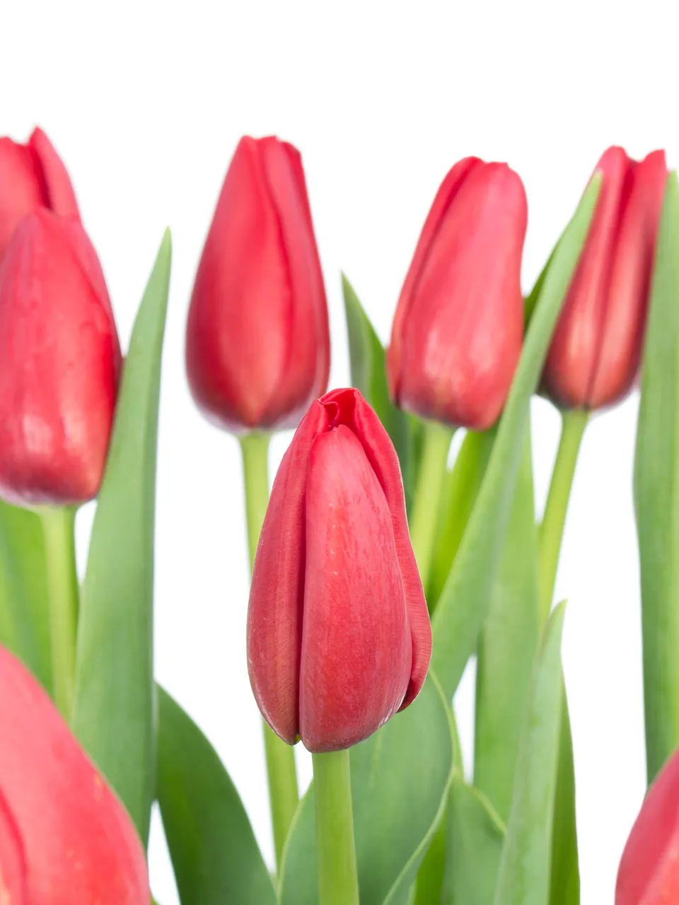 blumigo-kingsblood-tulpe-rot-franz-sisch-frisch image 1