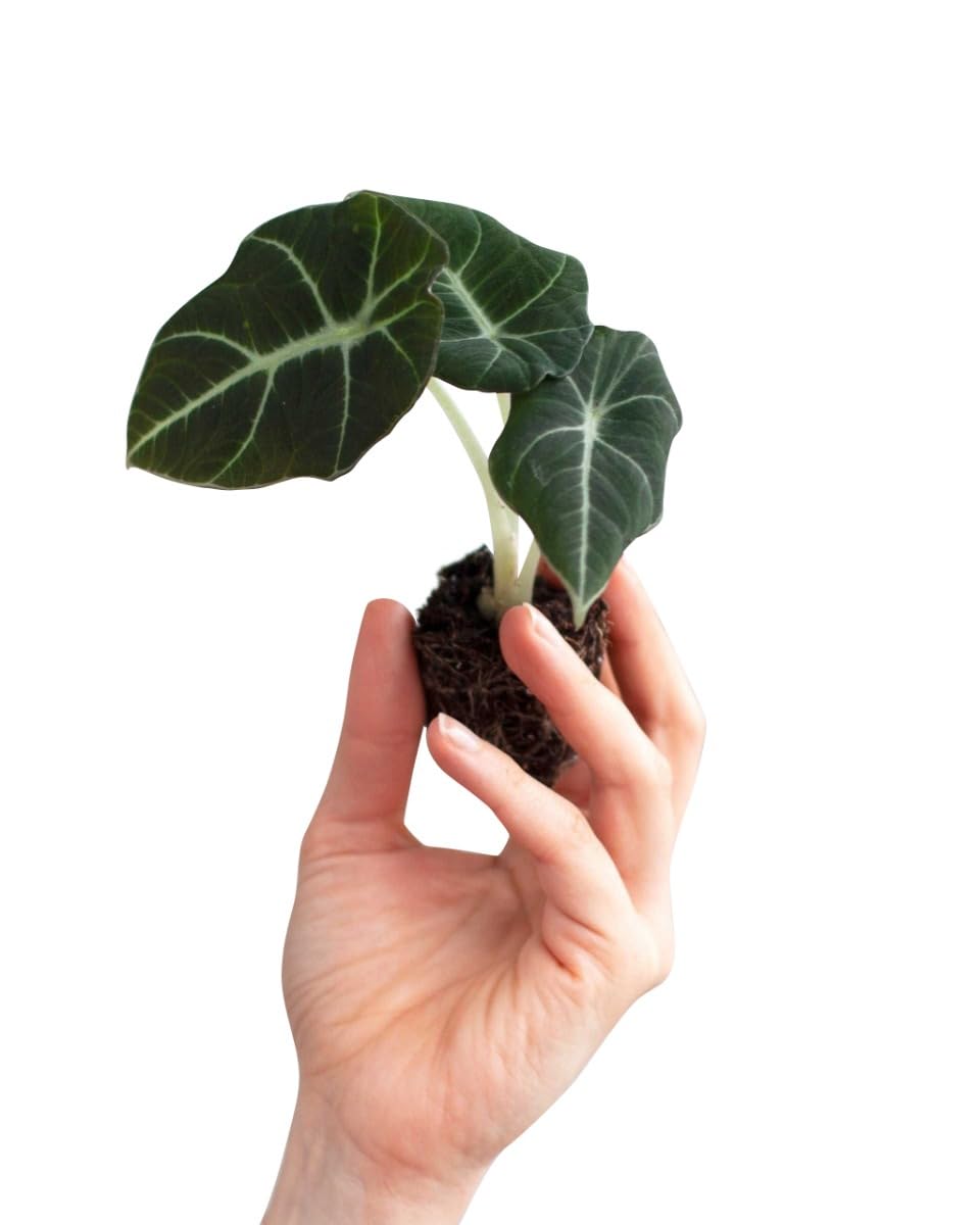 plnts-babyplnts-alocasia-black-velvet-zimmerpflanze-10-cm image 8