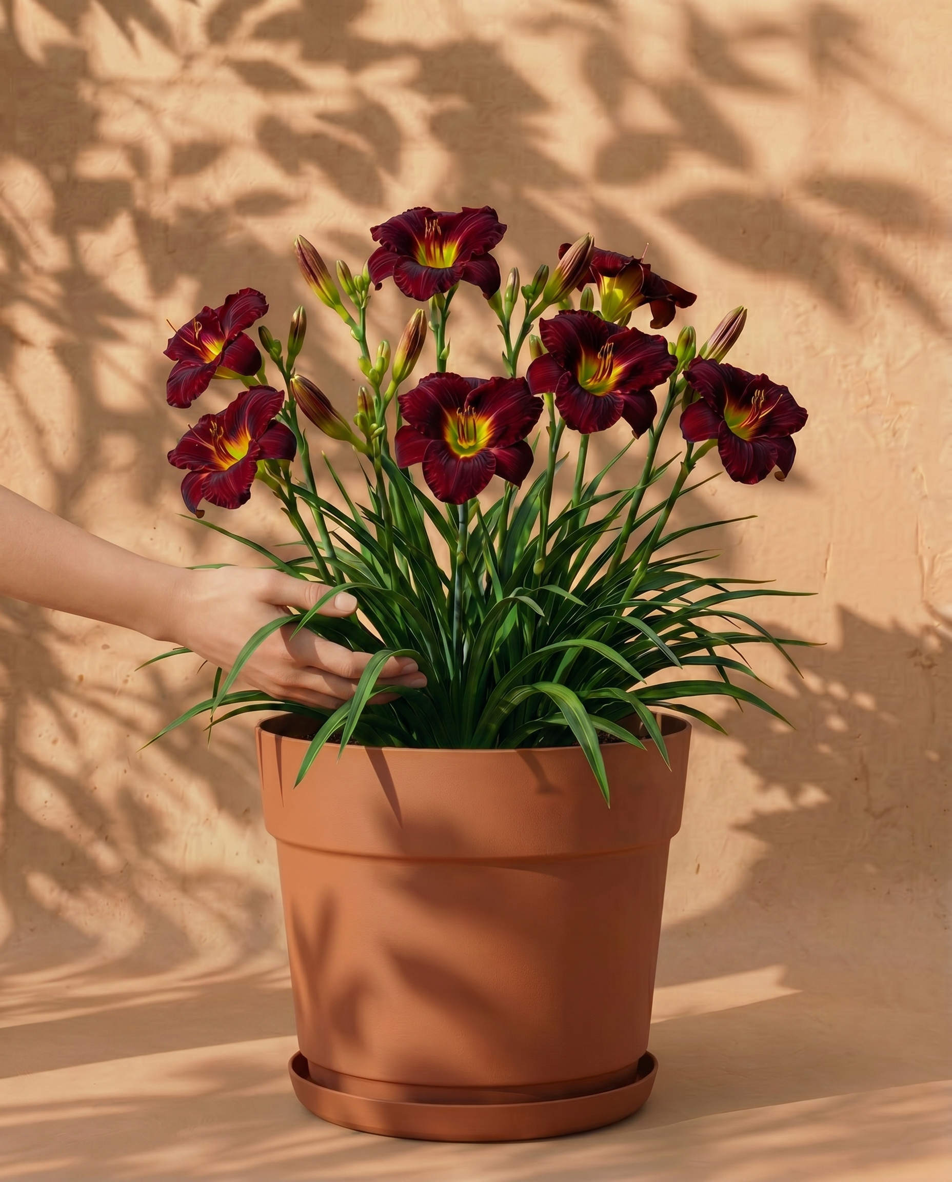 feey-amsterdam-hemerocallis-taglilie-weinrot-3-stk image 1