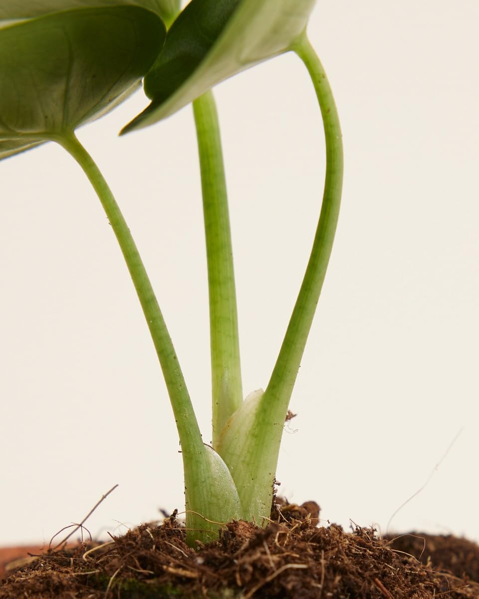 plnts-baby-alocasia-reversa-zimmerpflanze-10-cm-gemustert image 4