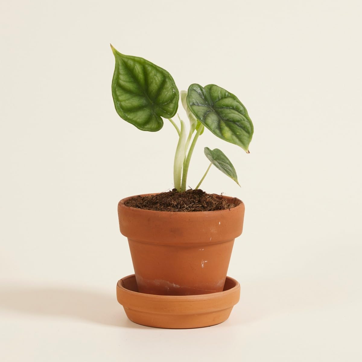 plnts-babyplnts-baby-alocasia-dragon-scale-20-cm image 6
