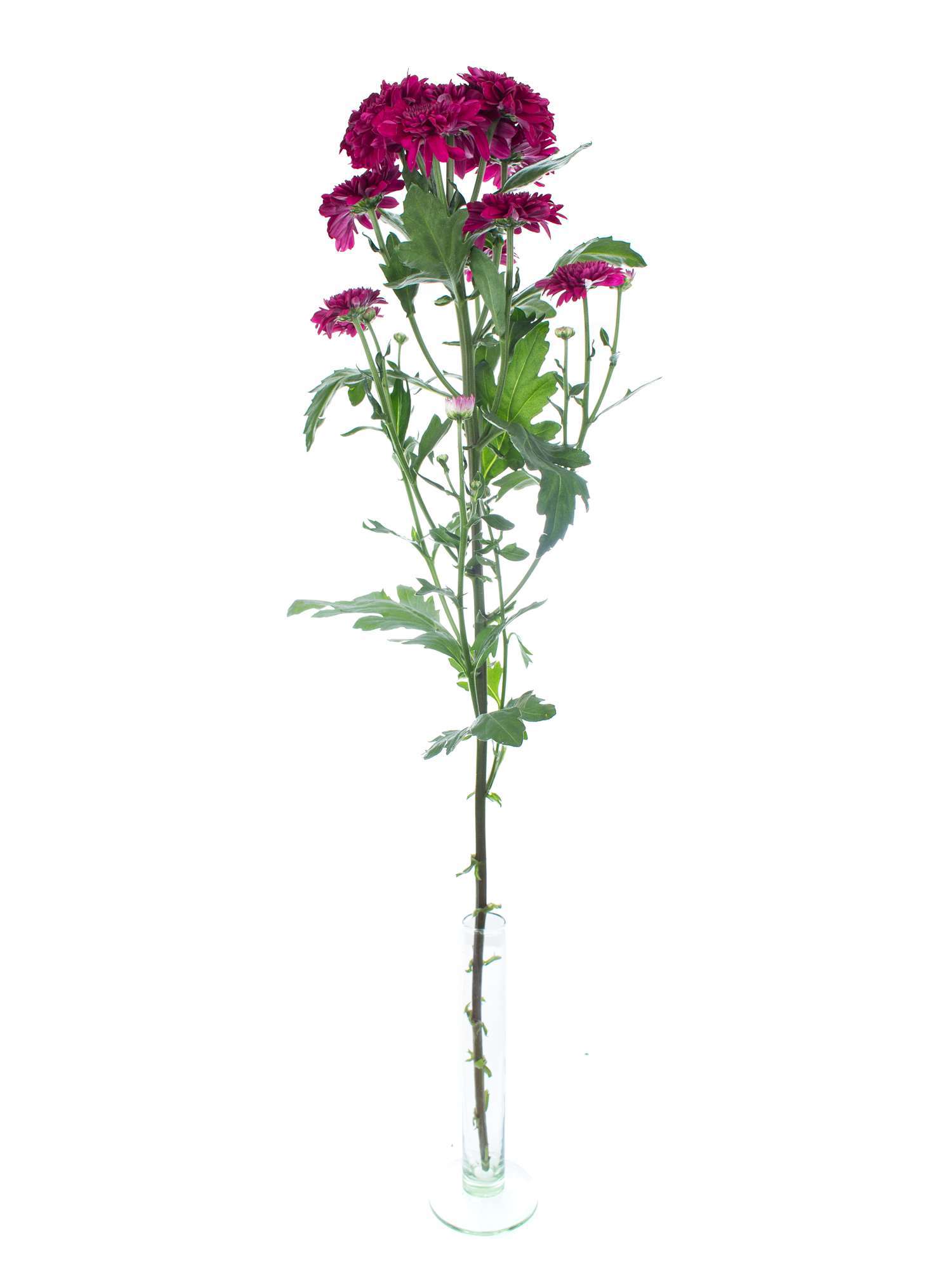 blumigo-chrysanthemen-barca-pink-violette-schnittblume image 3