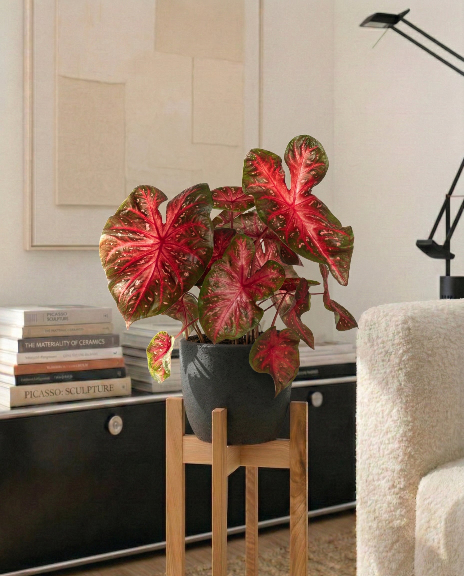 feey-variado-caladium-red-flash-zimmerpflanze-ohne-topf image 4
