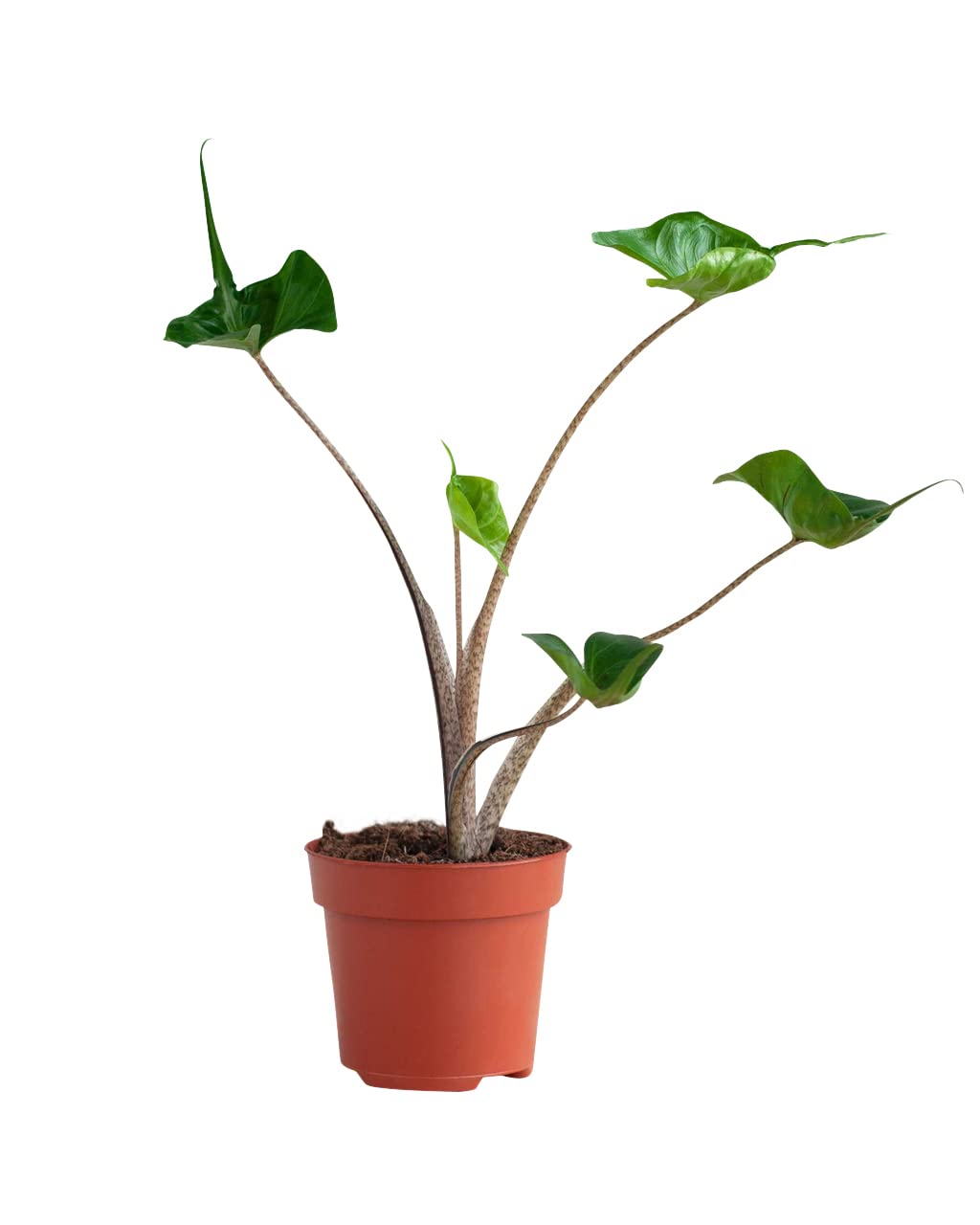 plnts-rareplnts-alocasia-stingray-zimmerpflanze-35cm image 1