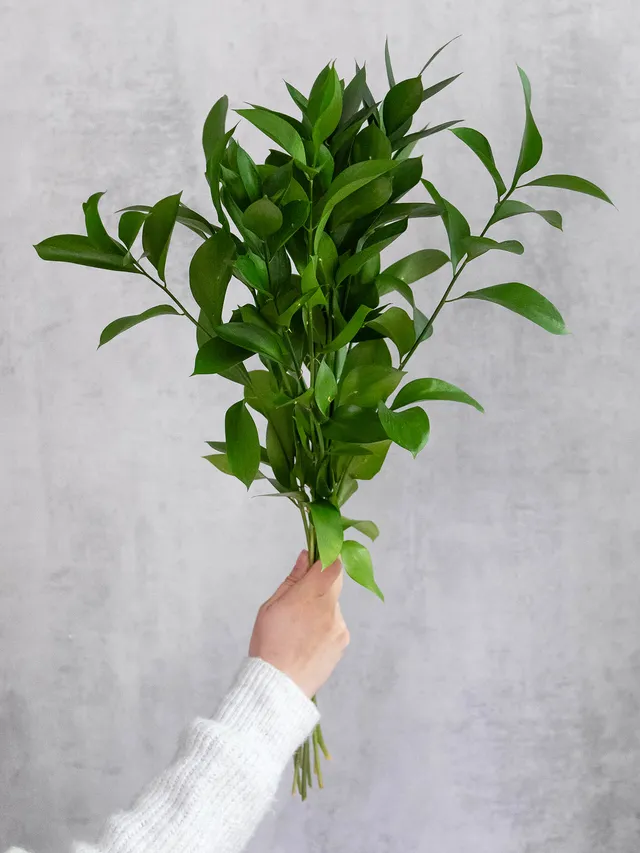 blumigo-blattwerk-ruscus-hypophyllum-bindegr-n-schnittgr-n image 1