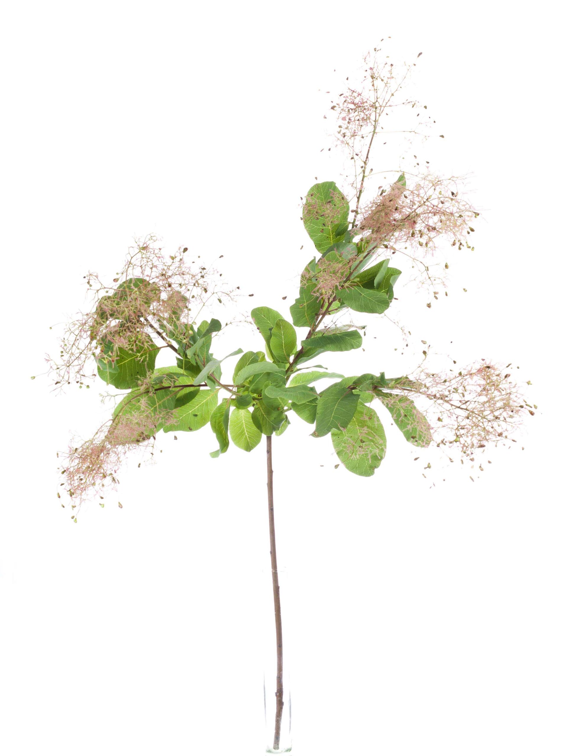 blumigo-cotinus-per-ckenstrauch-zweig-rot-bl-hend image 3