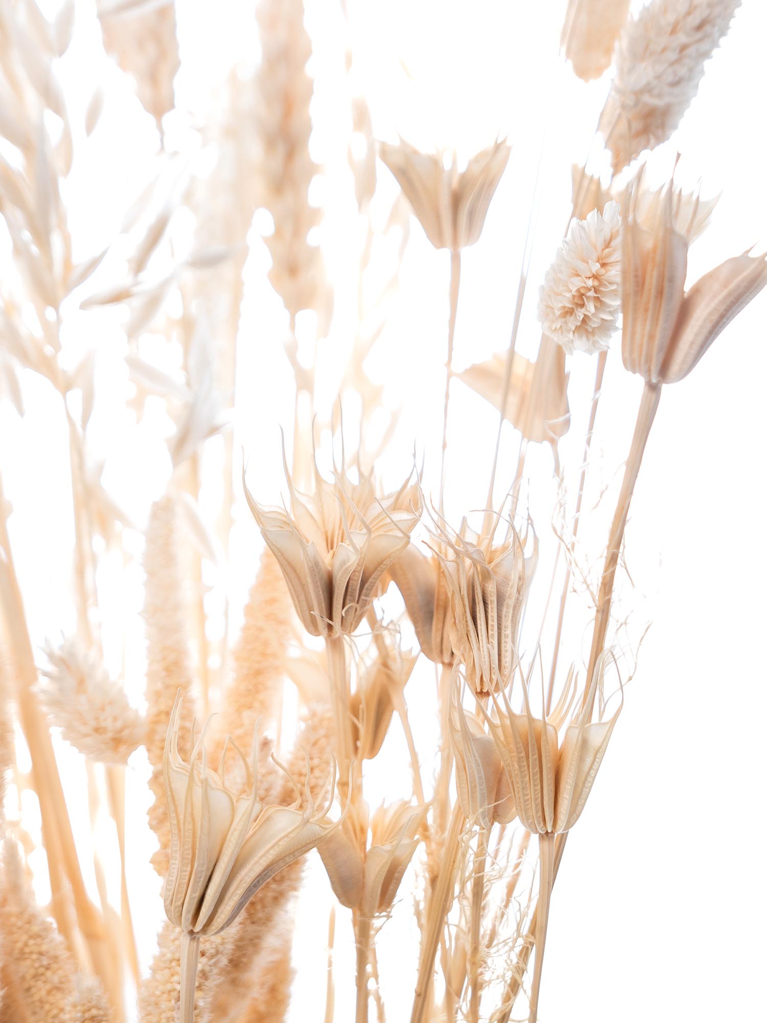 blumigo-trockenblumen-coconut-dream-mix-trockenstrau-gebleicht image 1