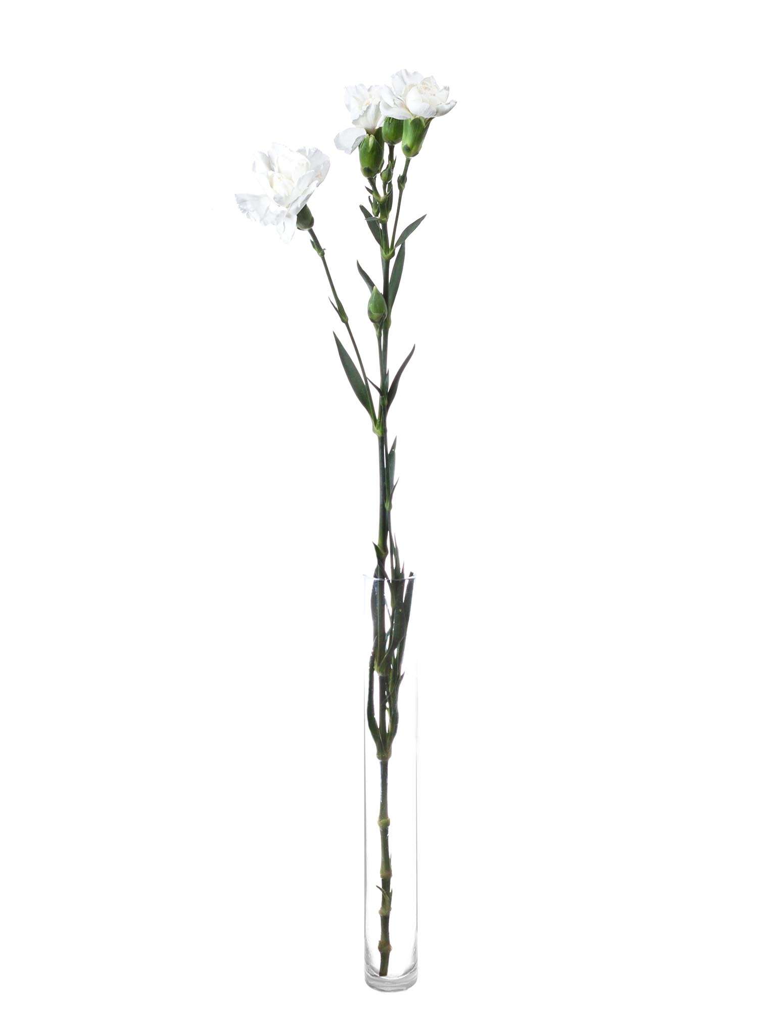 blumigo-nelken-ramaya-wei-schnittblumen-verzweigt image 3