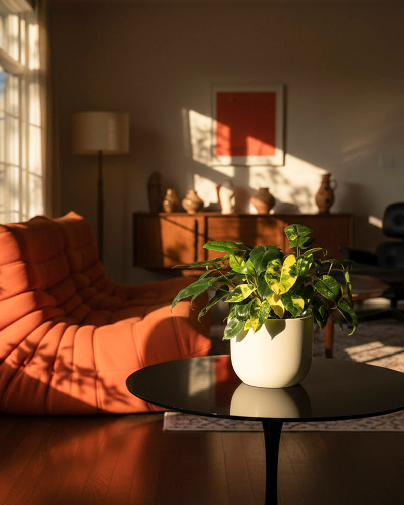 feey-variado-philodendron-burle-marx-zimmerpflanze-rarit-t image 4