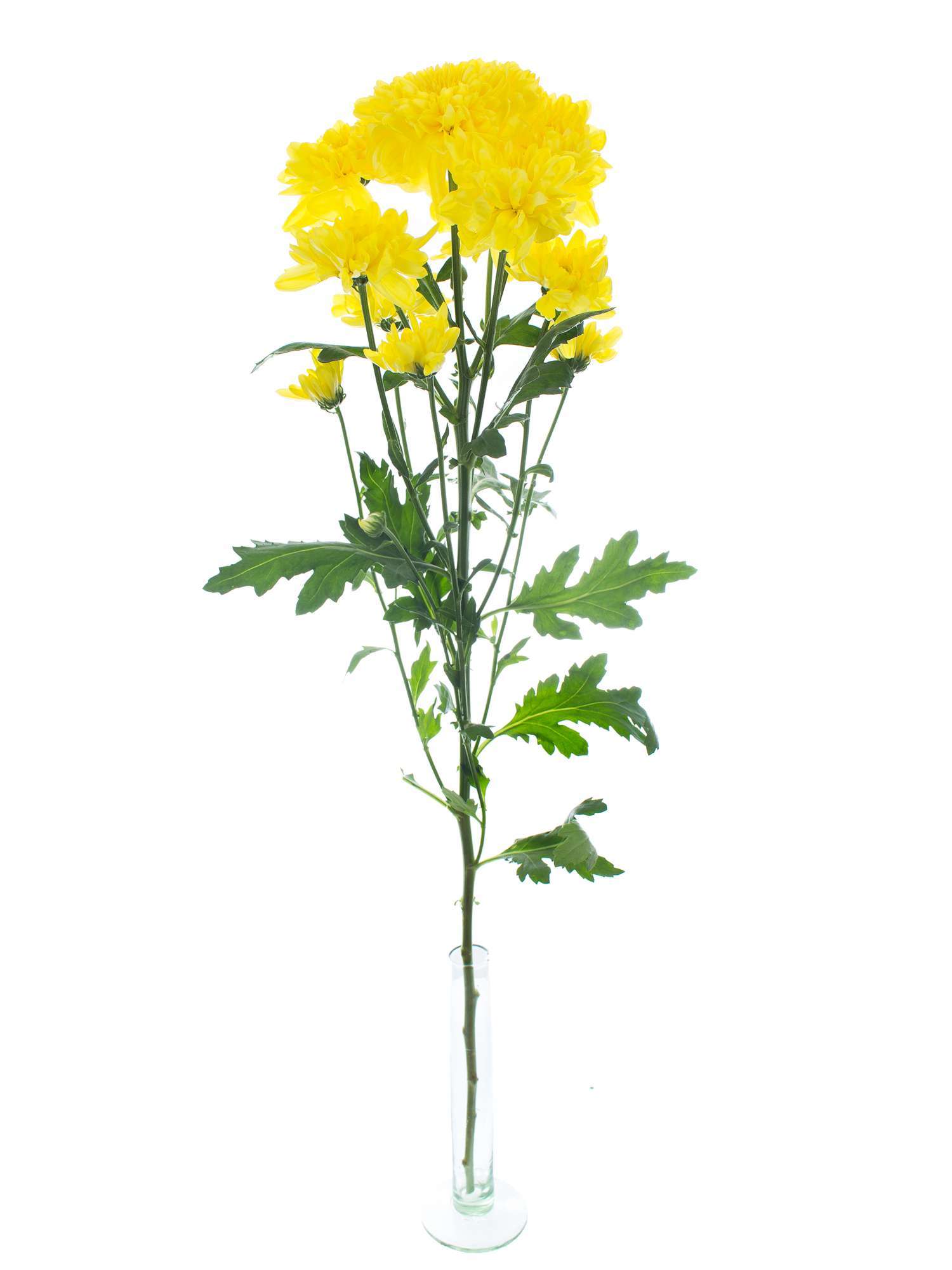 blumigo-chrysanthemen-zembla-sunny-gelb-stiel image 3