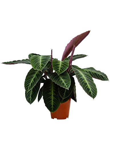 plnts-rareplnts-calathea-warscewiczii-gebetspflanze-60cm image 8