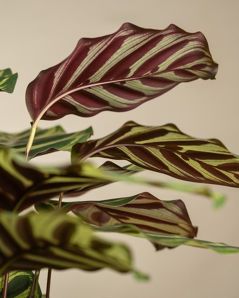 feey-variado-pfauen-korbmarante-calathea-tierfreundlich-gro image 6
