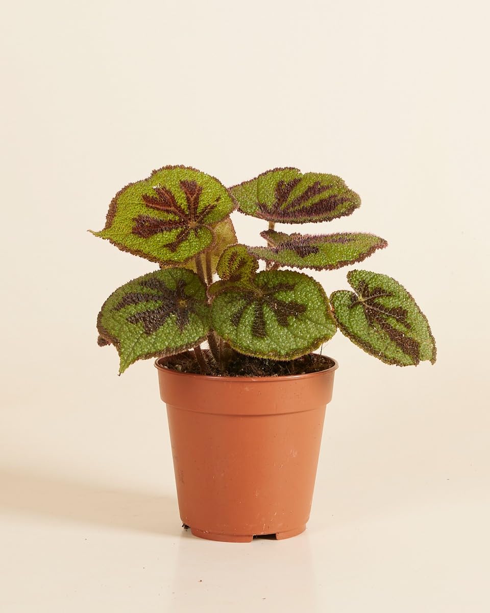 plnts-rareplnts-begonia-masoniana-zimmerpflanze-20-cm-eisenkreuz image 2