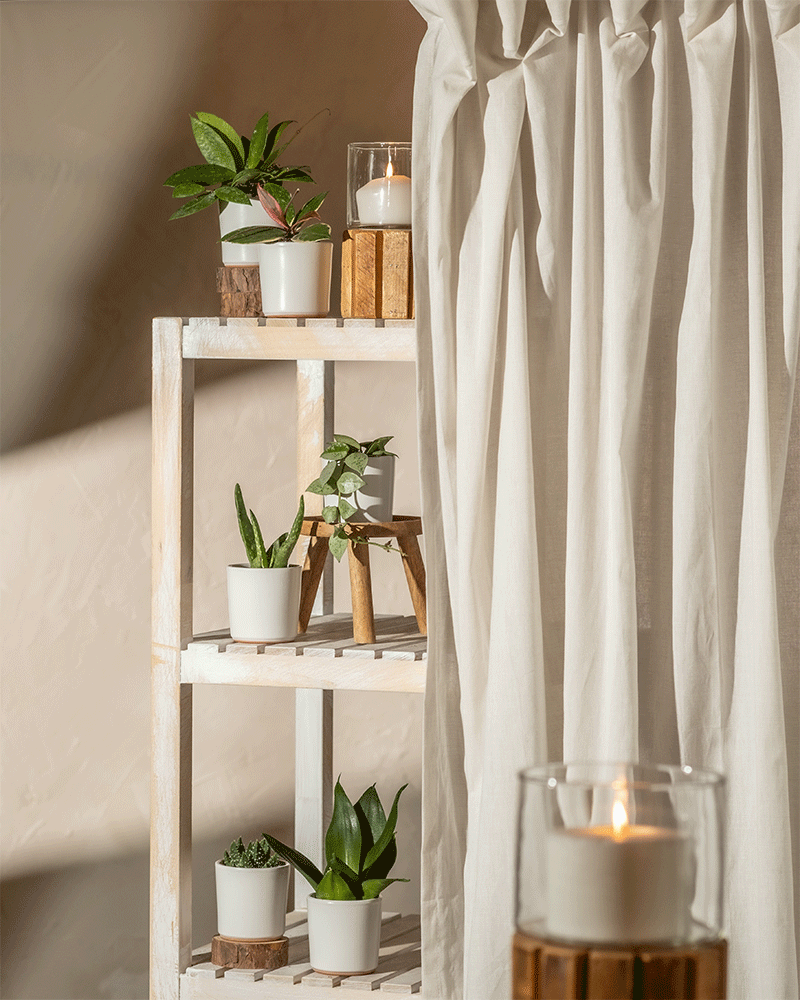 feey-variado-berraschungs-babypflanzen-6er-set-ohne-bertopf image 8