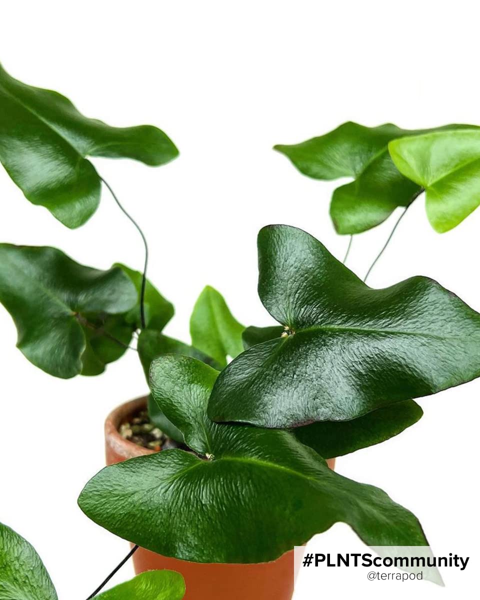 plnts-rareplnts-hemionitis-arifolia-herzfarn-12cm-topf image 4