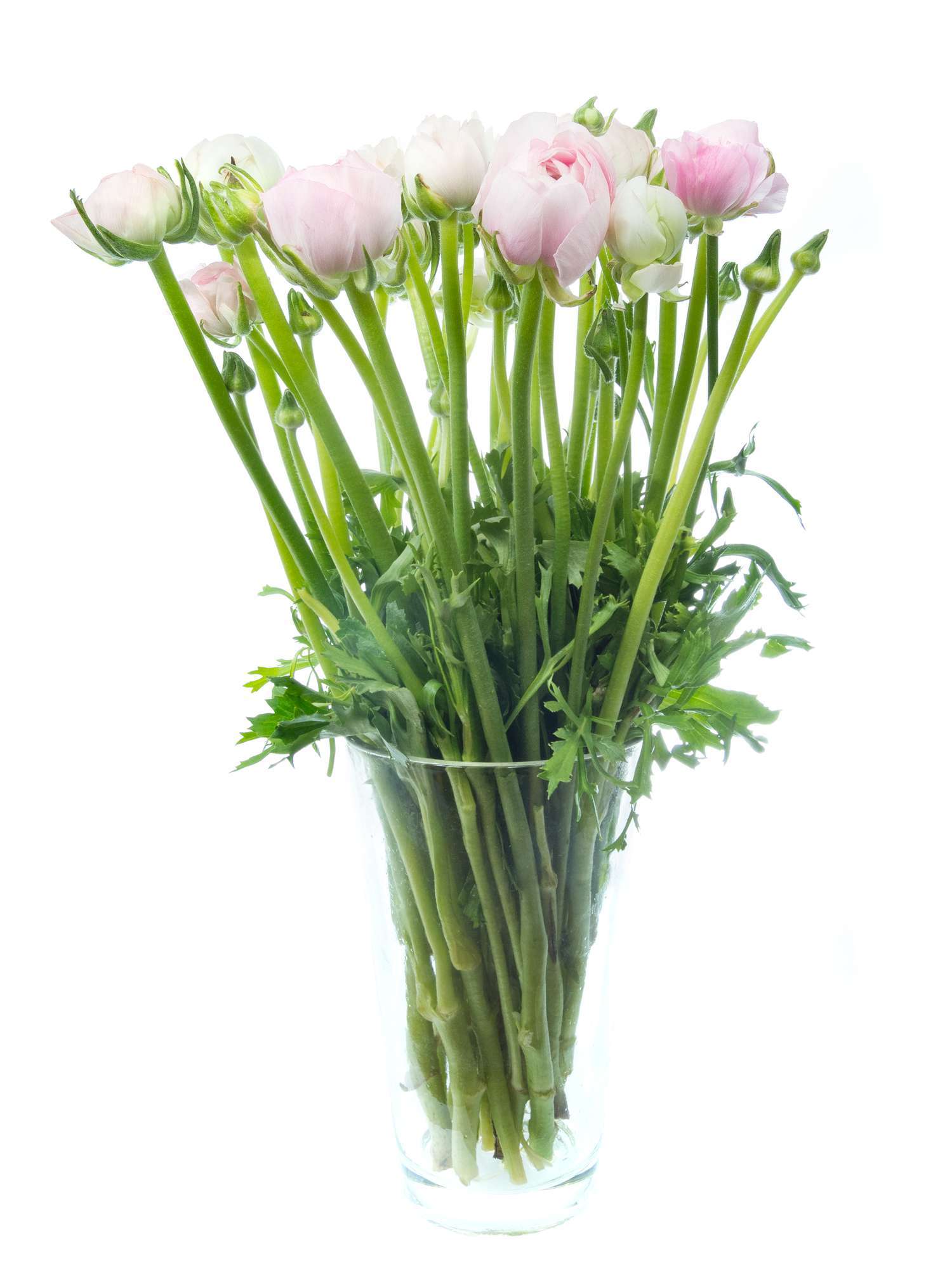 blumigo-ranunkeln-elegance-pastel-pink-schnittblumen-rosa image 2