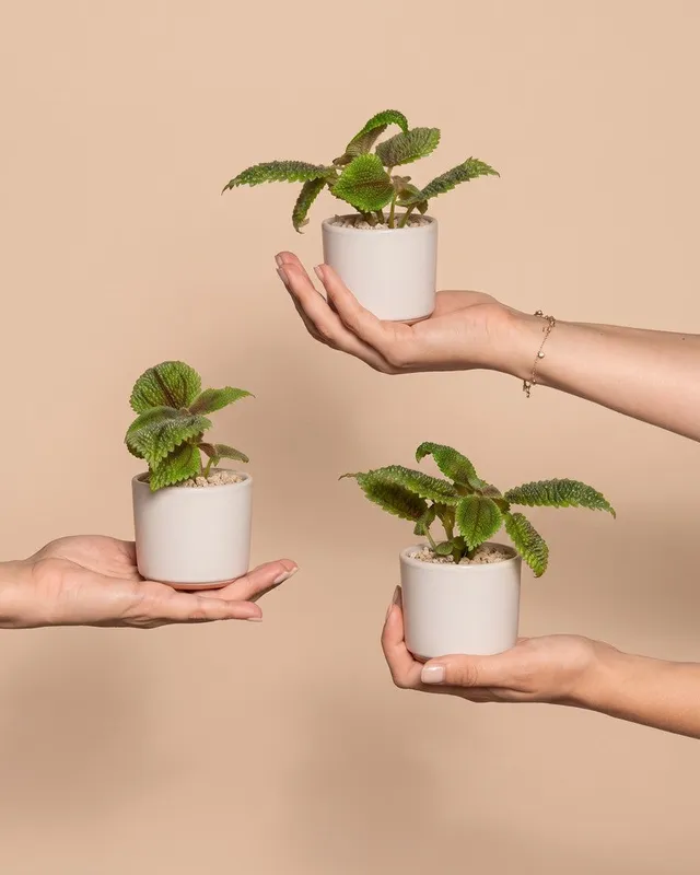 feey-variado-baby-pilea-moon-valley-3er-set-klein image 1