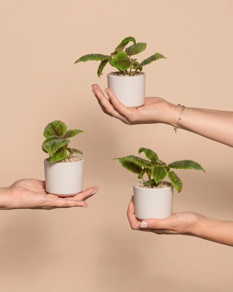 feey-variado-baby-pilea-moon-valley-3er-set-klein image 1