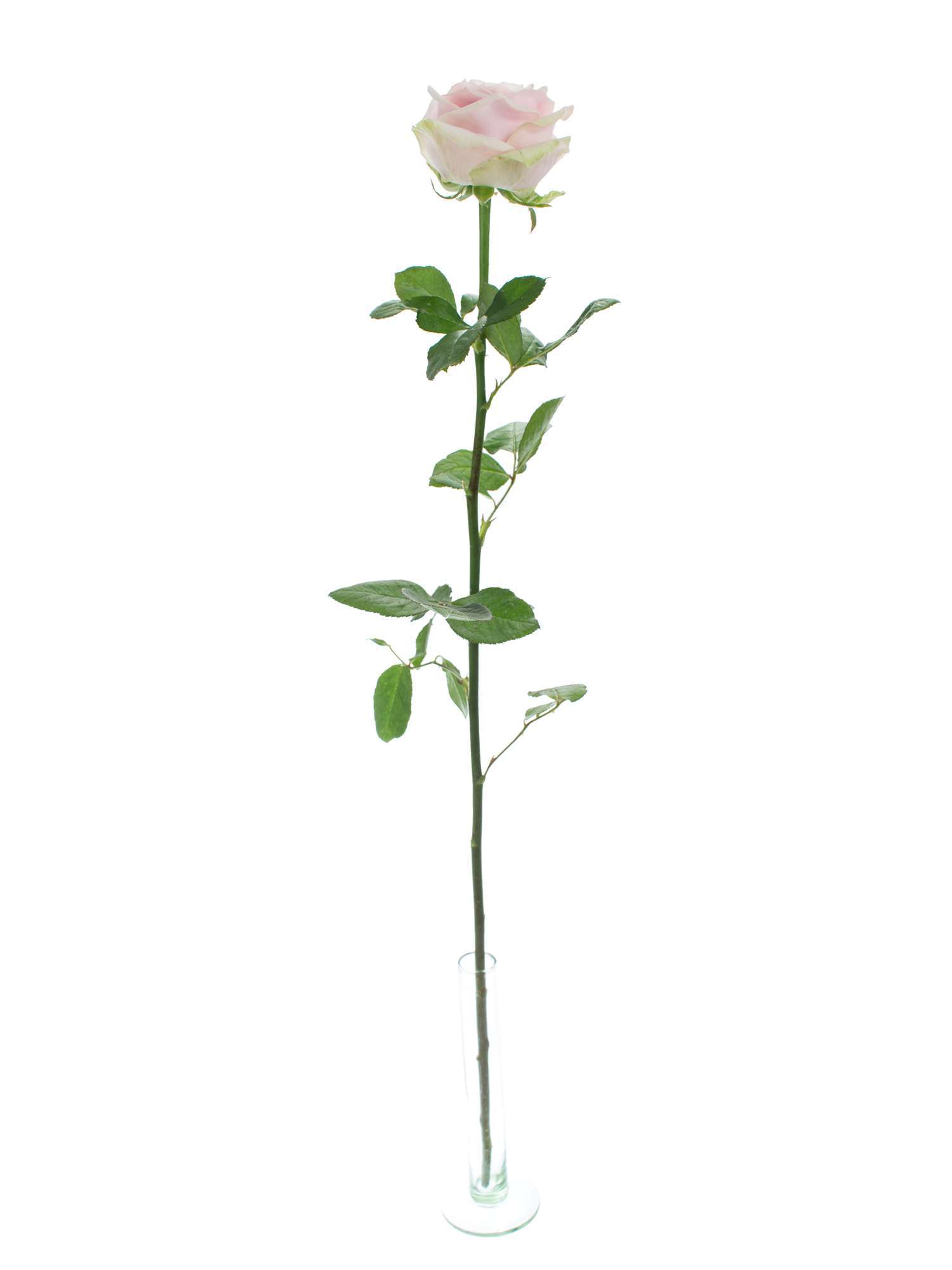blumigo-sweet-avalanche-rose-rosa-einzelstiel image 3