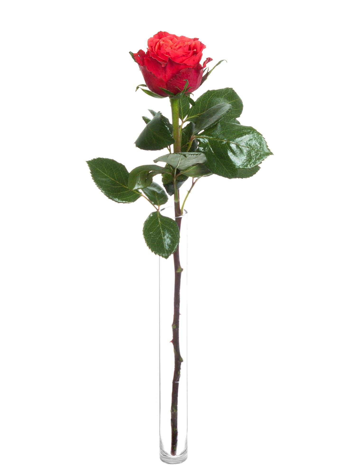 blumigo-rosen-roxy-schnittrosen-orange-rot-frisch image 3