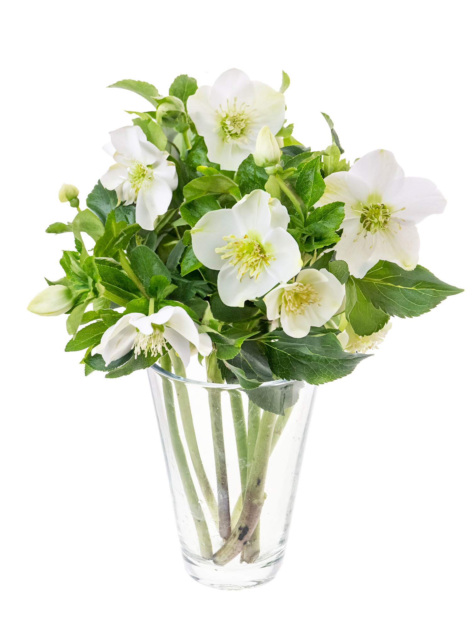 blumigo-queens-white-christrosen-wei-winterblume image 4