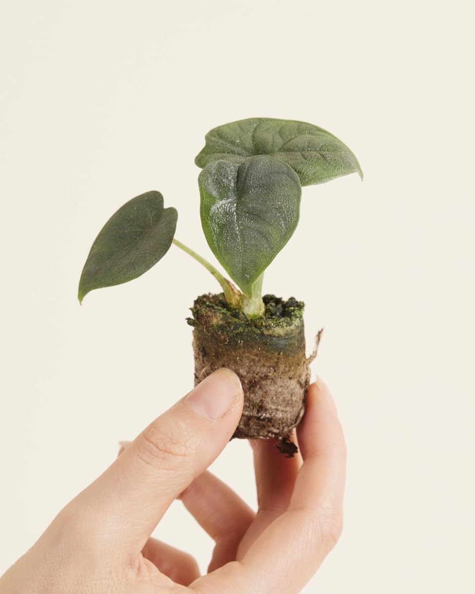 plnts-babyplnts-alocasia-melo-zimmerpflanze-baby-10-cm image 2
