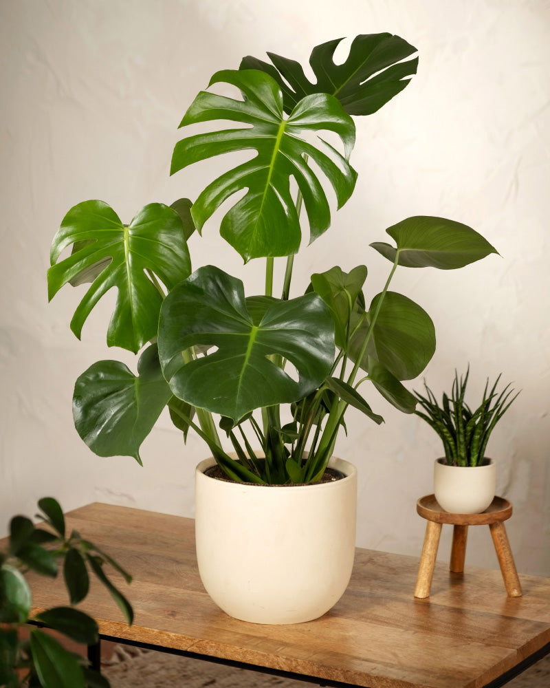 feey-variado-gro-e-monstera-zimmerpflanze-ohne-bertopf image 7